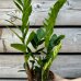 Zamioculcas zamifolia (Zamiokulkas), kont. C1L, výška: 30-35 cm